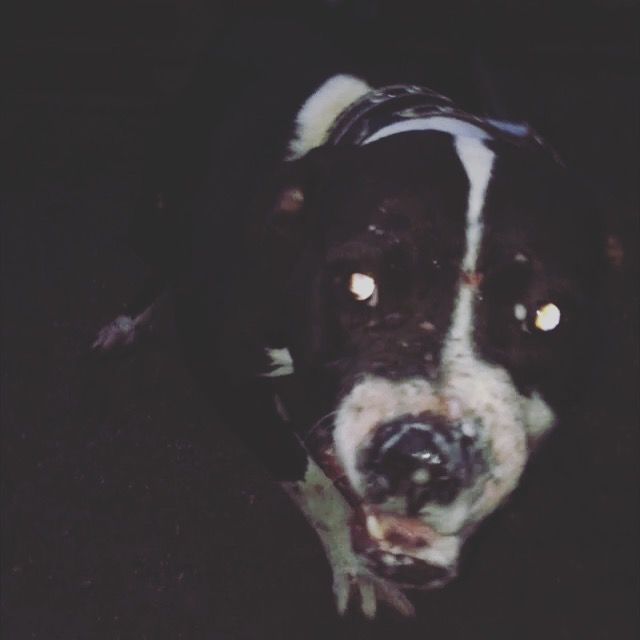 Pedigree Database TEAM BABUSHERA KENNEL'S BLACK DUMBO