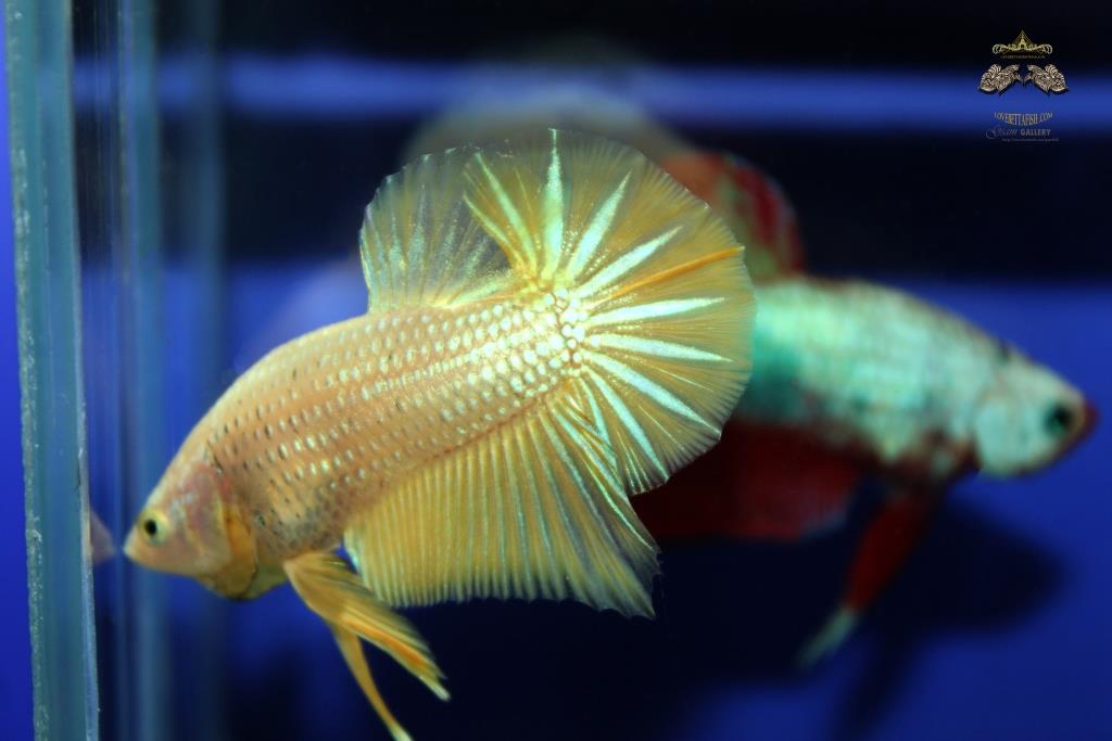ปลากัดคัดเกรดครีบสั้น Halfmoon Plakad Yellow Gold Quality Grade