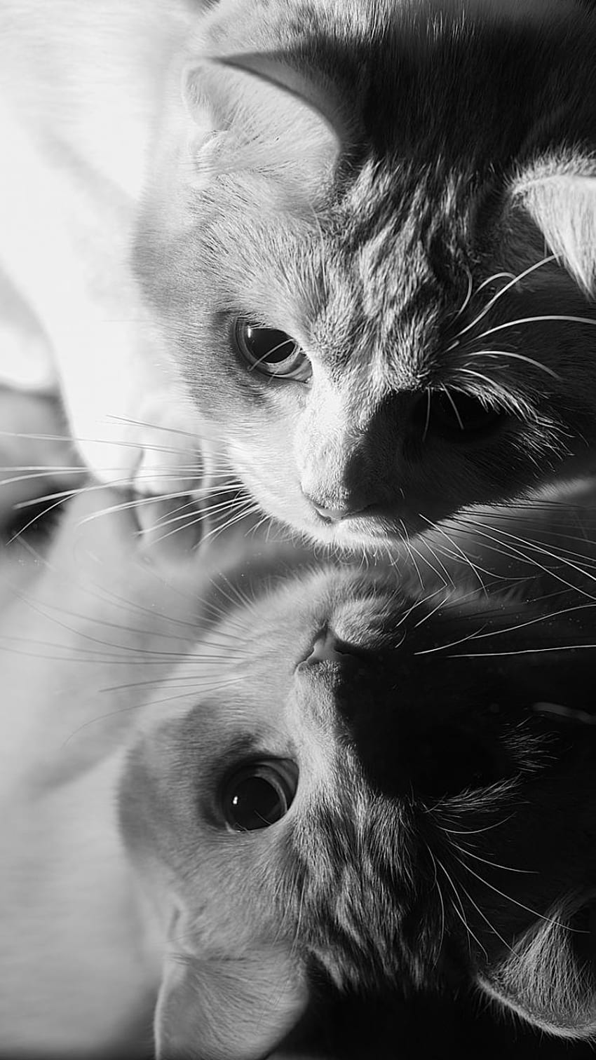 Mirror Effect HD phone wallpaper Pxfuel