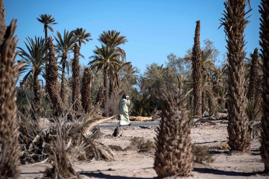 Moroccans campaign against 'indiscriminate palm tree planting,' call for sustainable, diverse