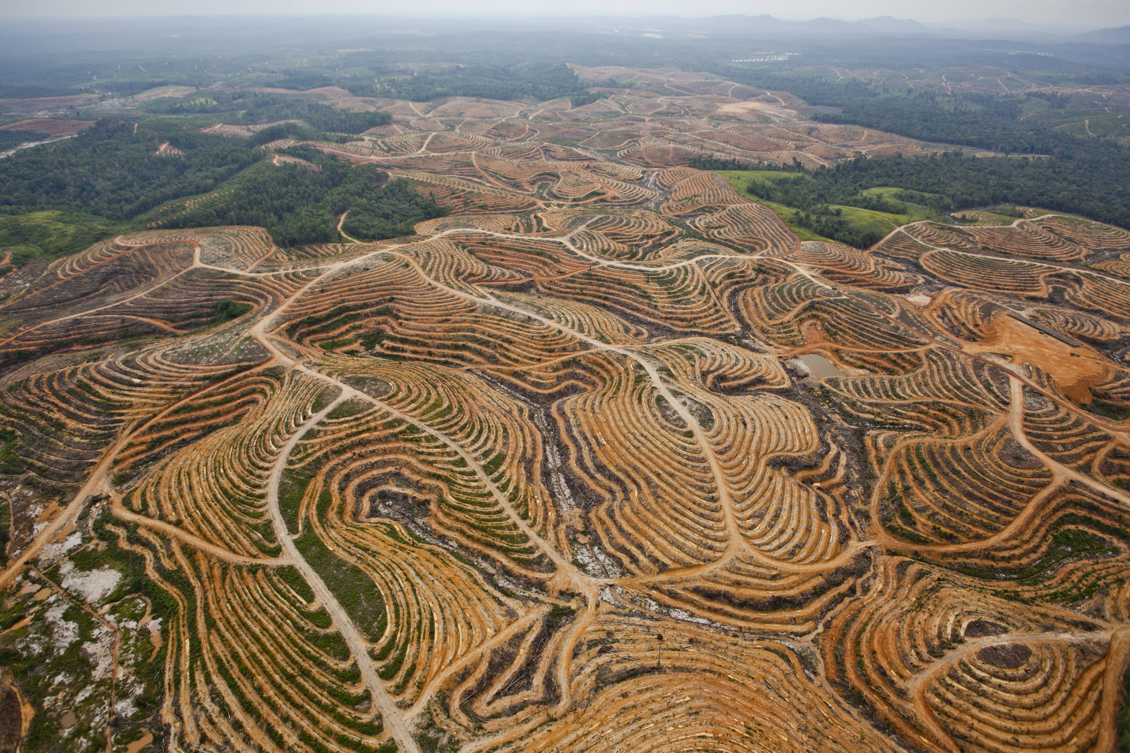 How Tracking Product Sources May Help Save World’s Forests