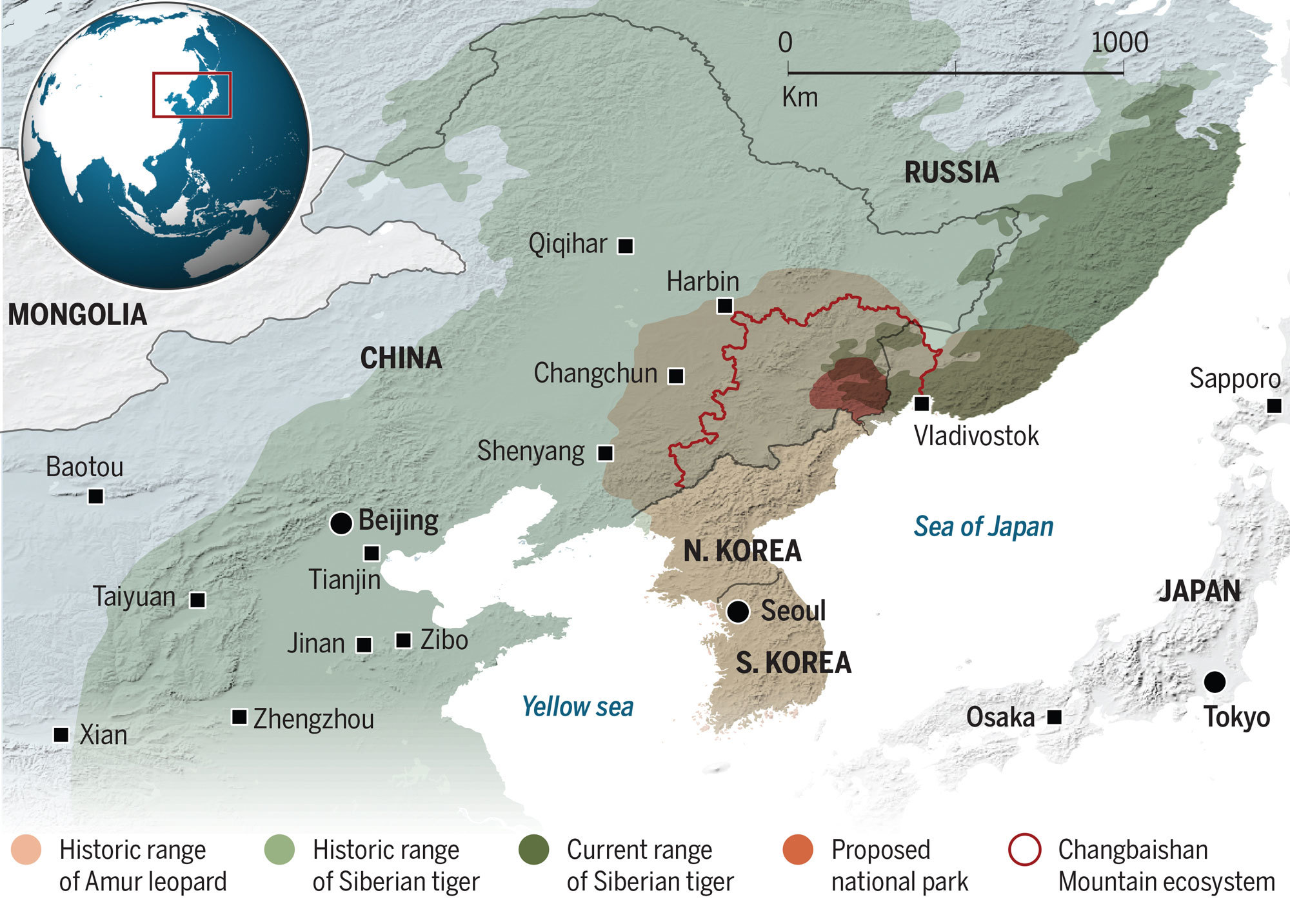 In New Park, China Creates a Refuge for the Imperiled Siberian Tiger