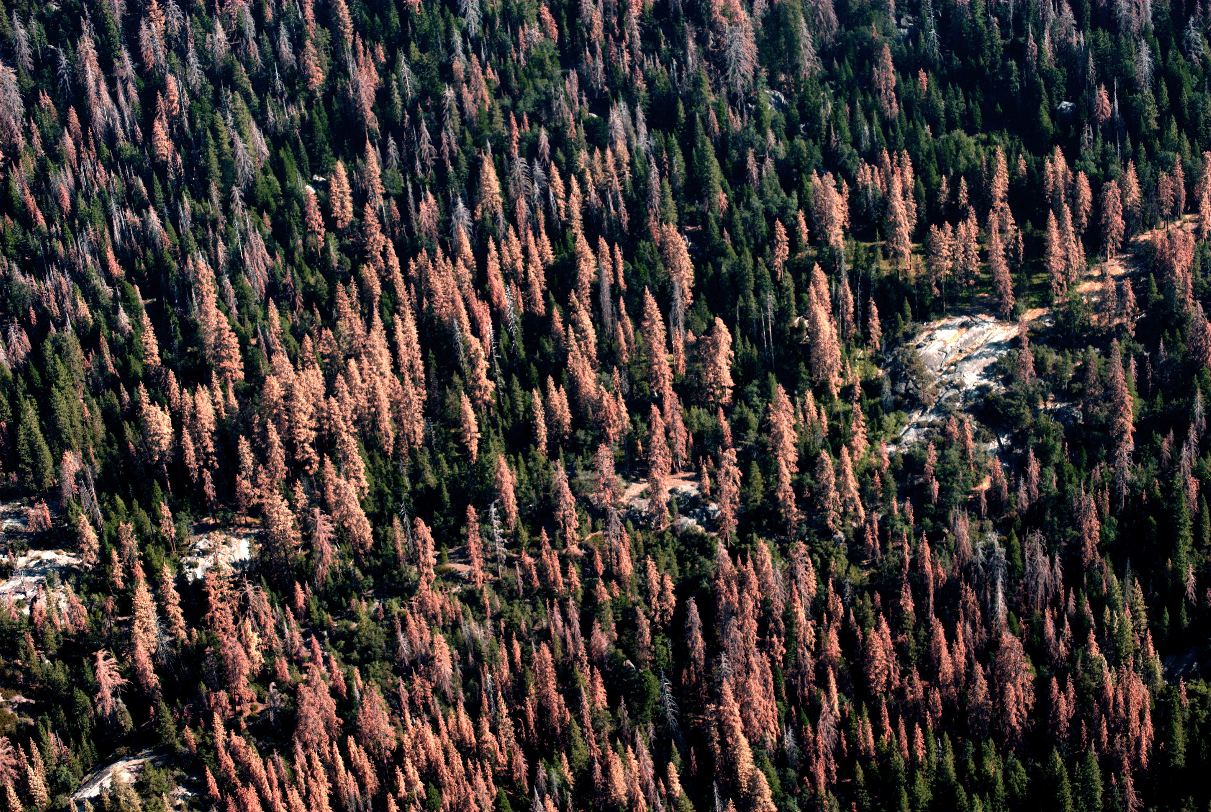 Small Pests, Big Problems The Global Spread of Bark Beetles Yale E360