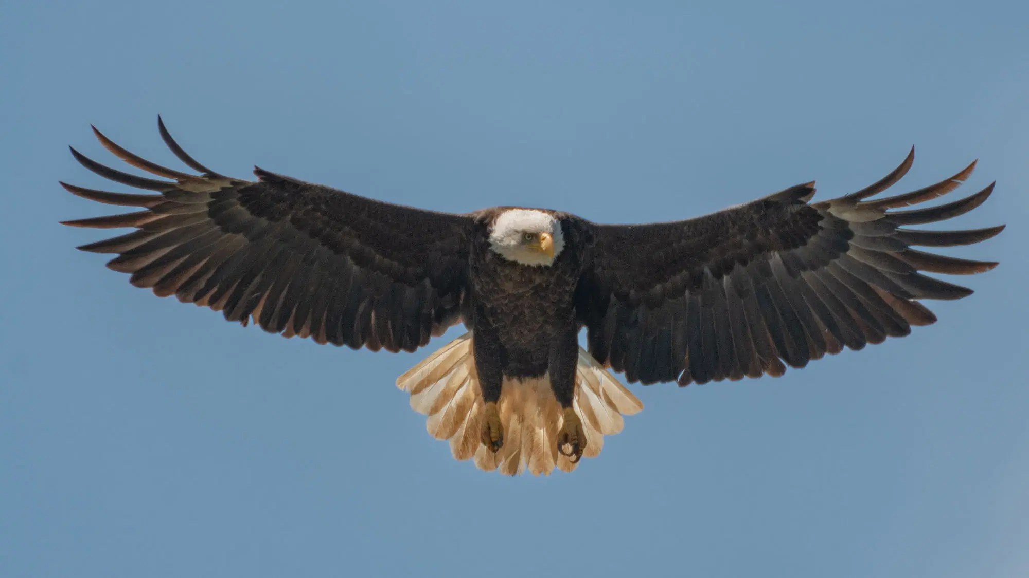Why Do Hawks Eat Other Birds? Predators of the Skies