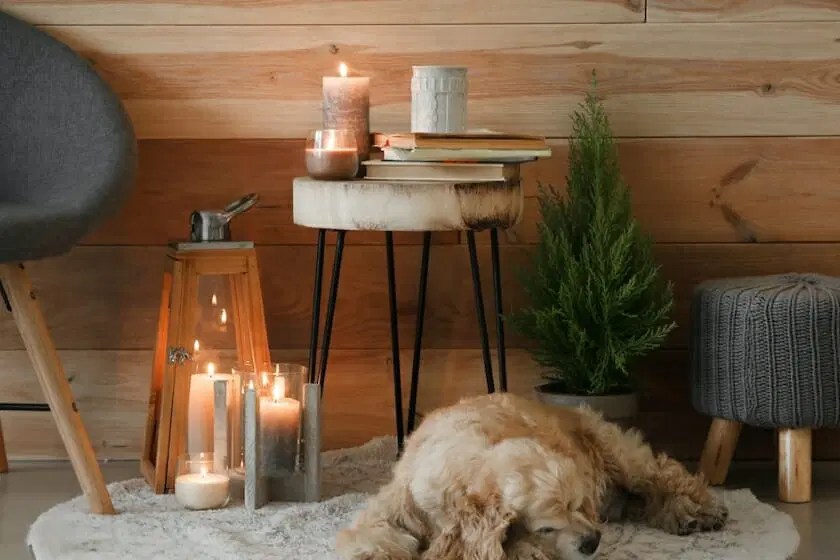 Can Scented Candles Cause Seizures In Dogs?