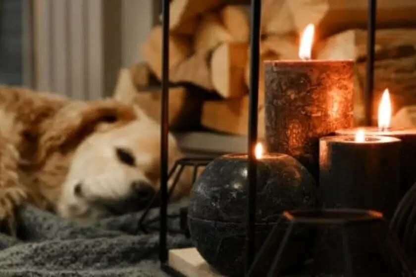Can Scented Candles Cause Seizures In Dogs?