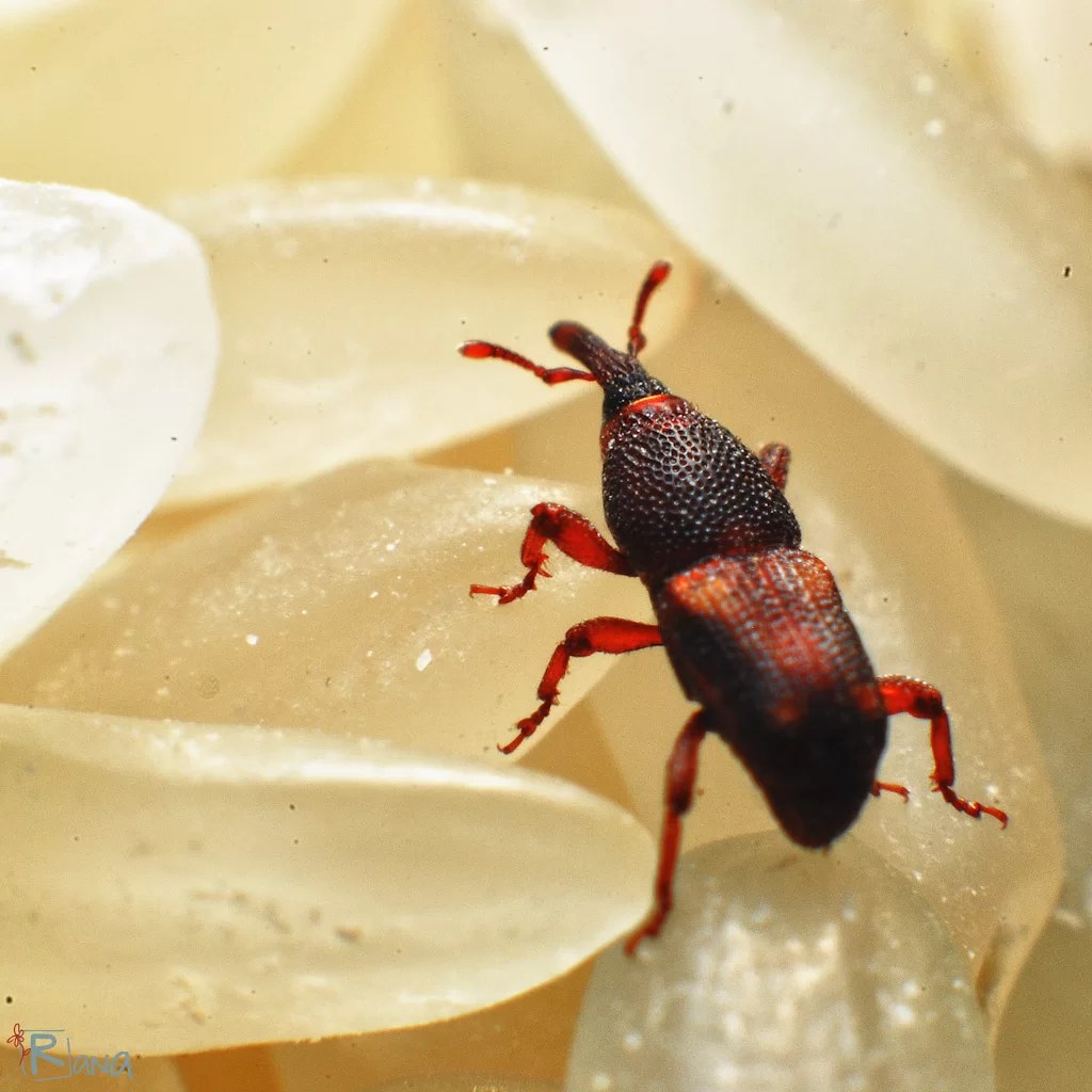 Rice Weevils Pest Control Services Rice Weevils Exterminator