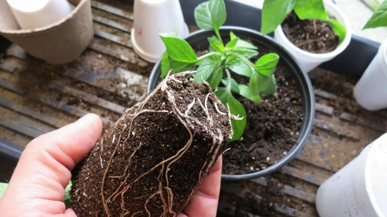 Tips on How to Transfer a Potted Plant Into Your Garden