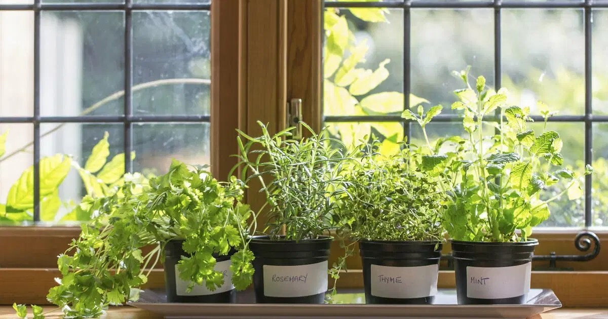 10 Best Edible Plants To Grow Indoors In 2023 The Wrench Finder