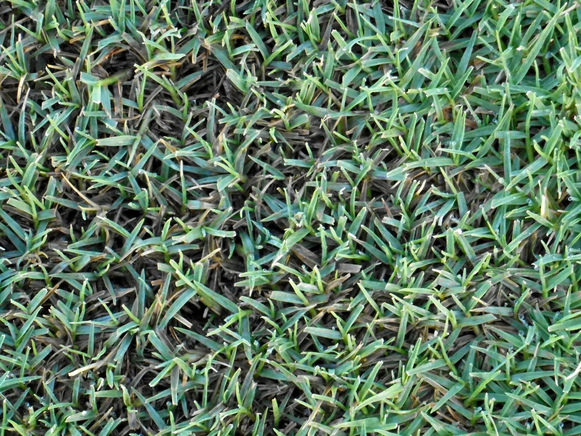 10 Best Bermuda Grass Seed For South Texas In 2023 The Wrench Finder