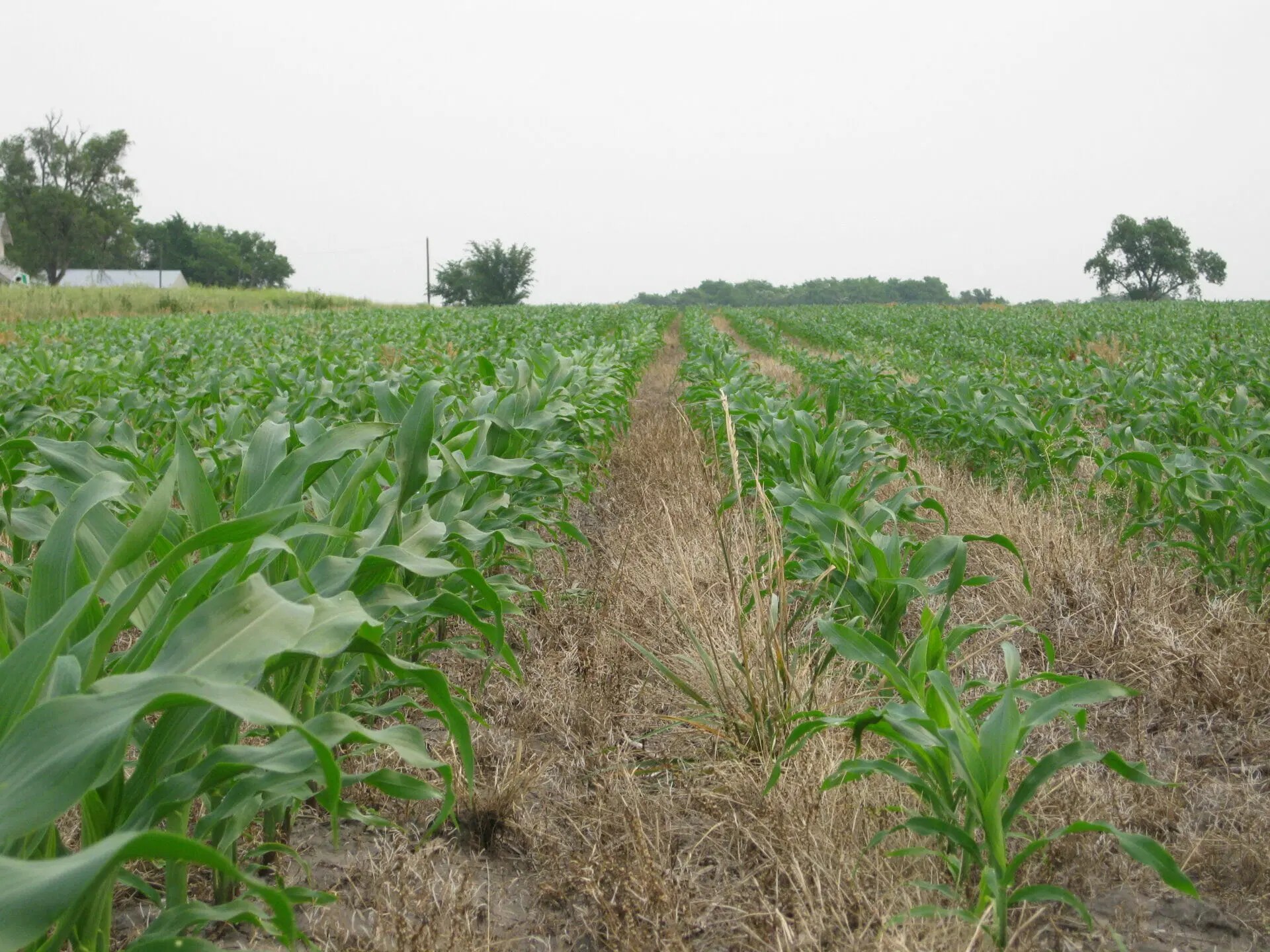 10 Best Starter Fertilizer For Corn In 2023 The Wrench Finder