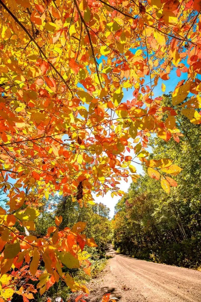 The Best Trees for Fall Colors in Arkansas Only In Arkansas