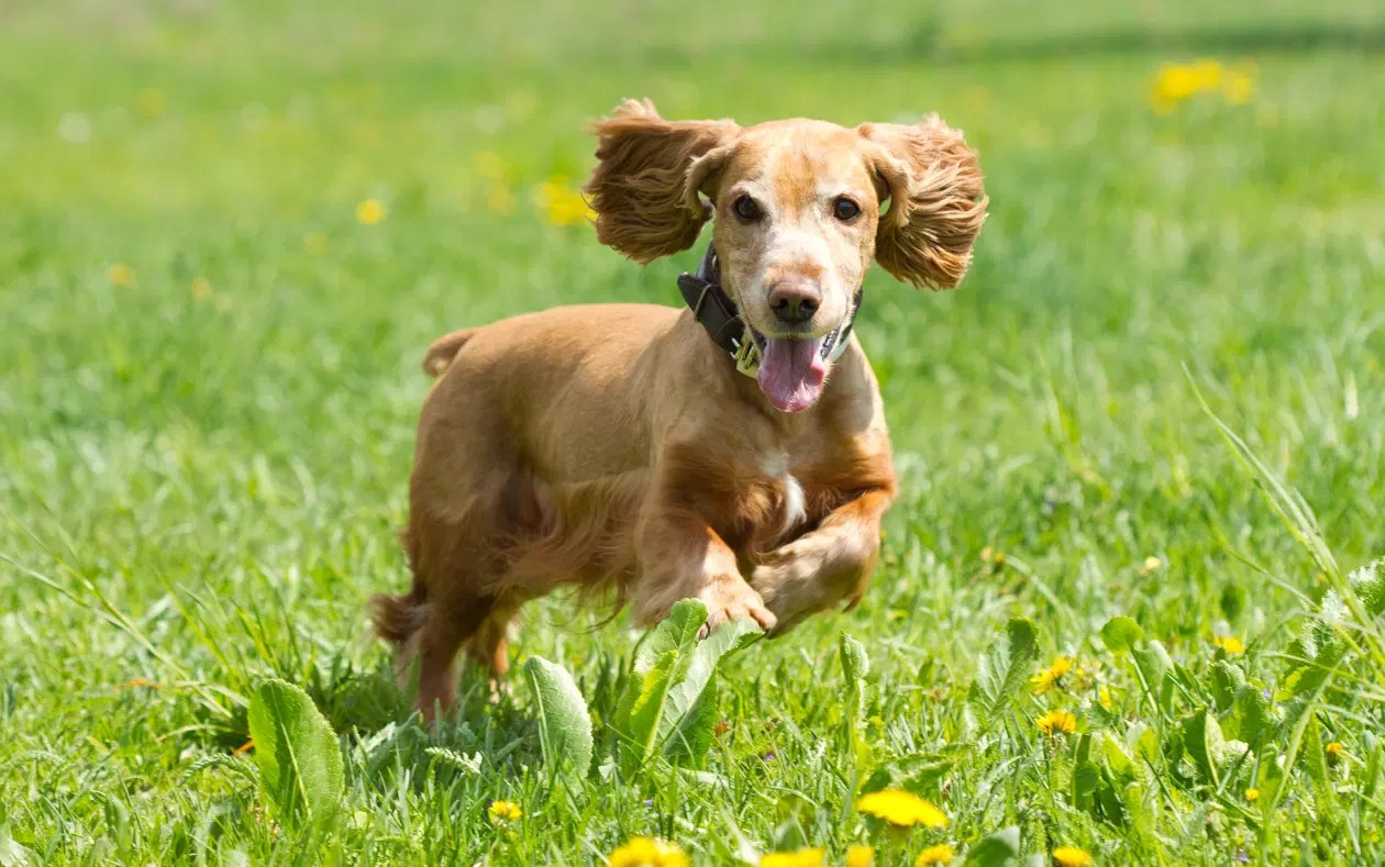 Why do Cocker Spaniels Have Long Ears? Spaniel Advisor