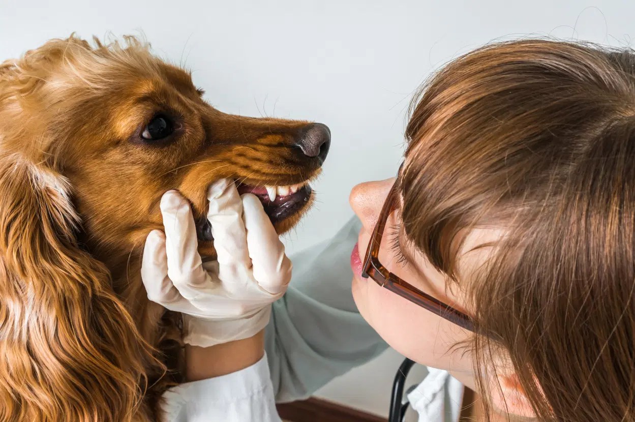 Everything you Need to Know About Cocker Spaniel Teeth Spaniel Advisor