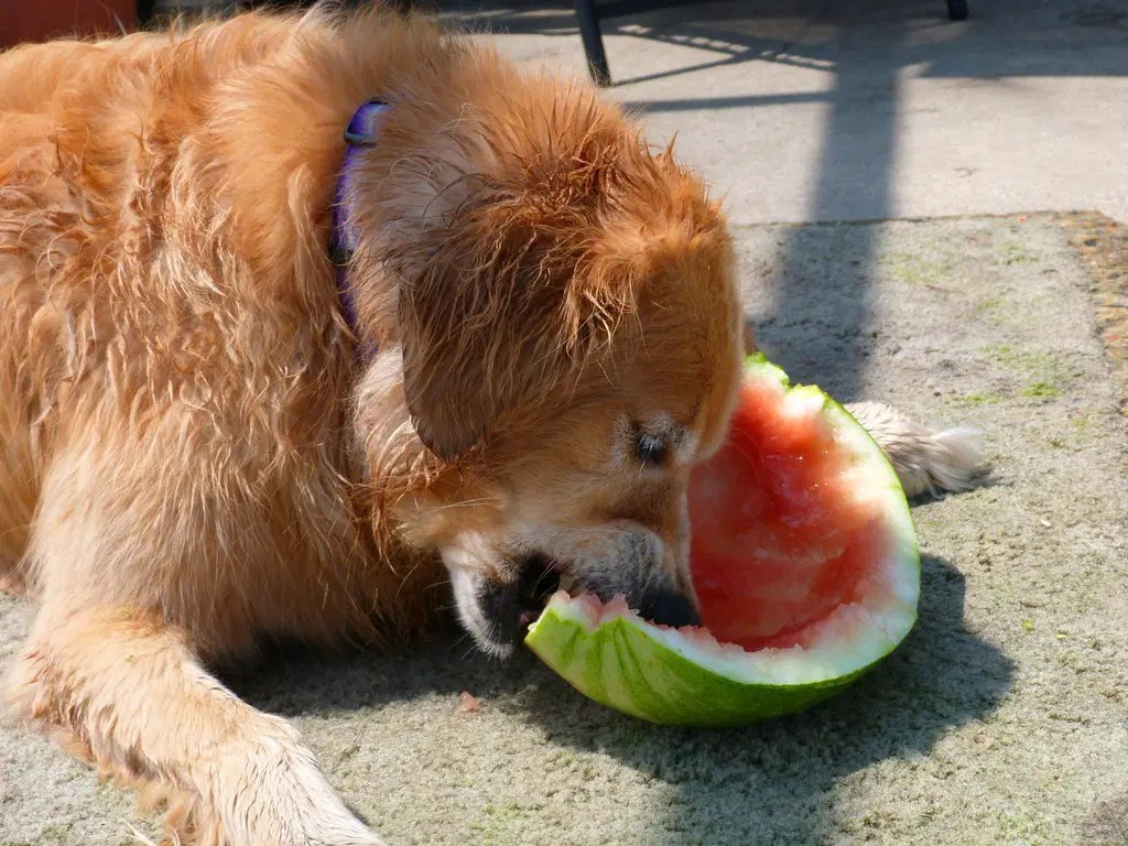 Can Dogs Eat Watermelon Seeds? Read This Before Feeding!