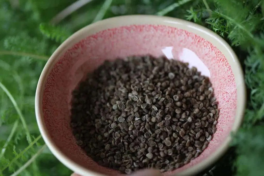 How To Plant Seeds? Find Out Here!