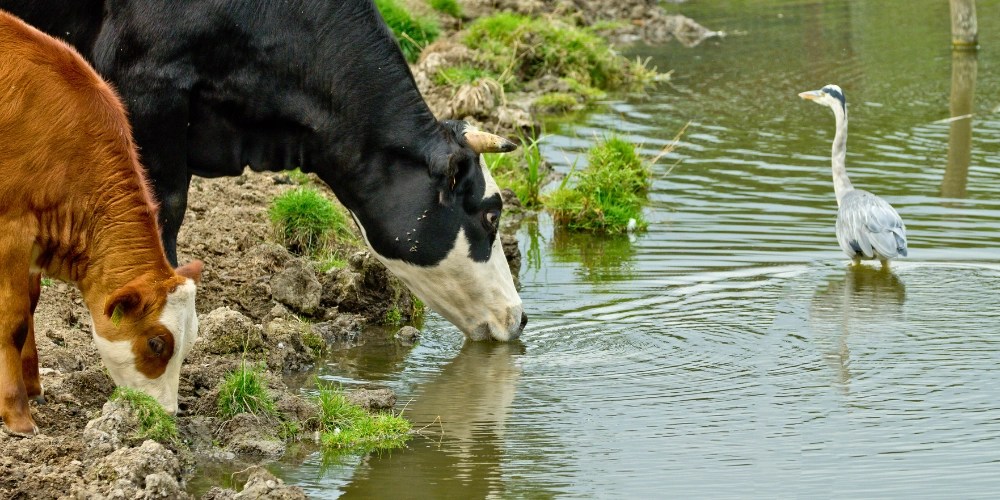 Impact of Water Quality on Livestock Health and Agriculture Olympian