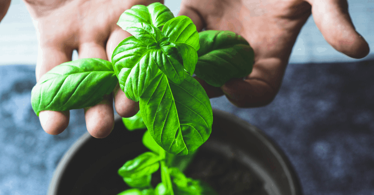 How to Grow Basil Trim That Weed