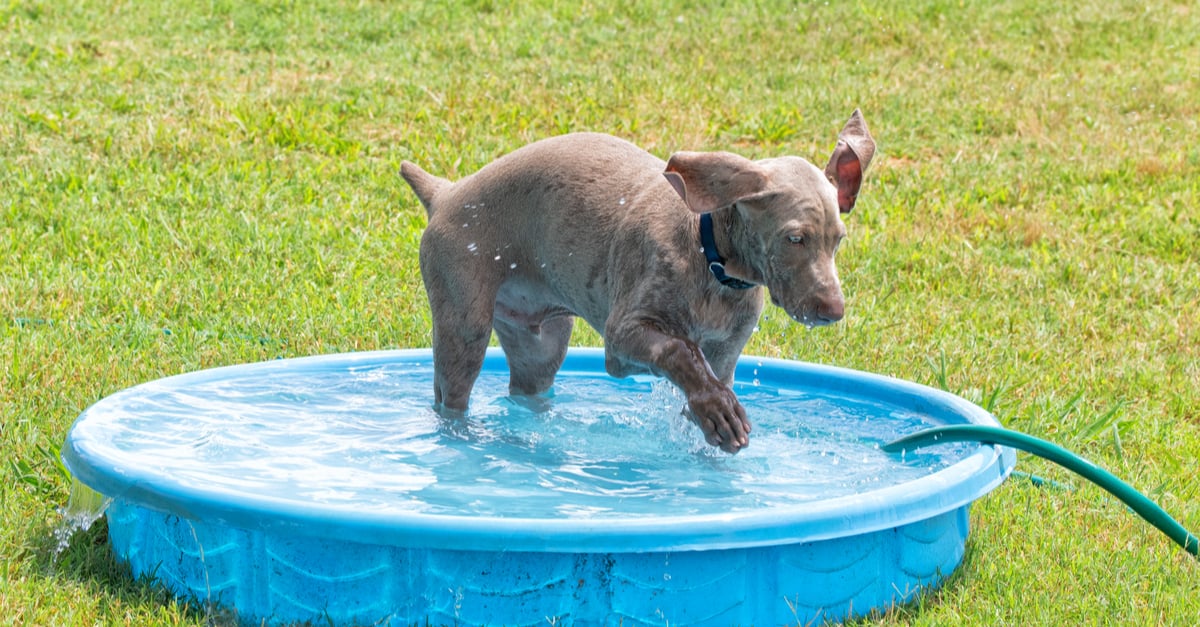 How To Keep Kiddie Pool Clean Trim That Weed