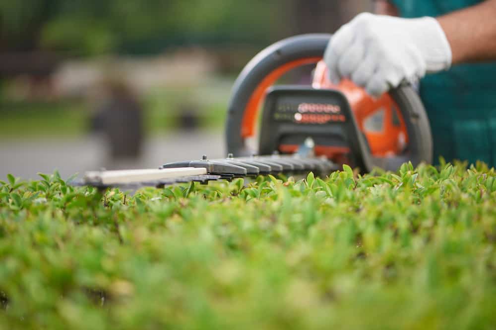 Sharpening Hedge Trimmer Blades Trim That Weed