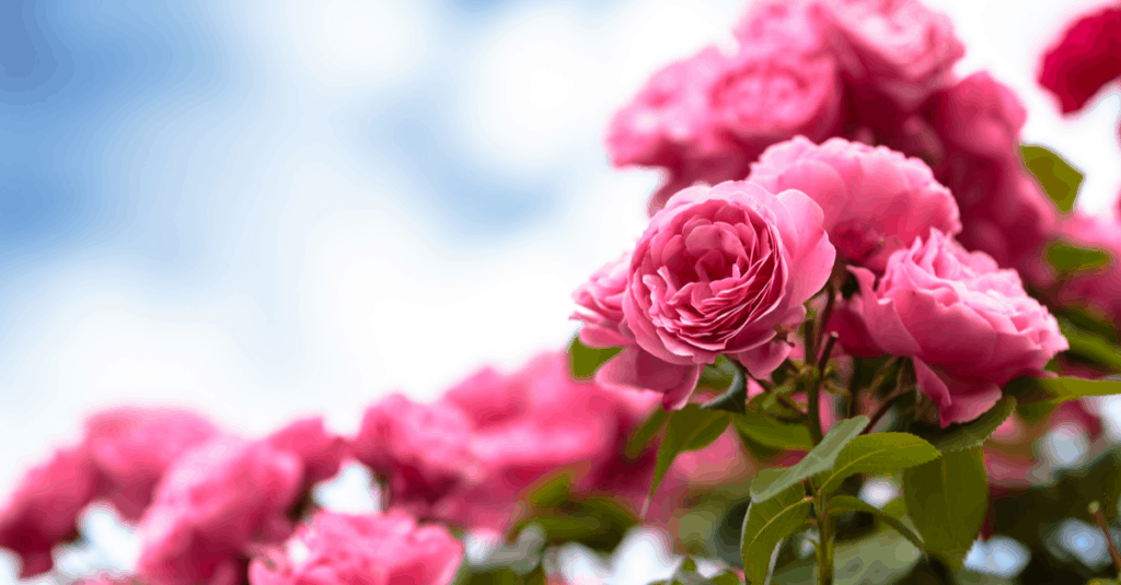 How Long Do Roses Last
