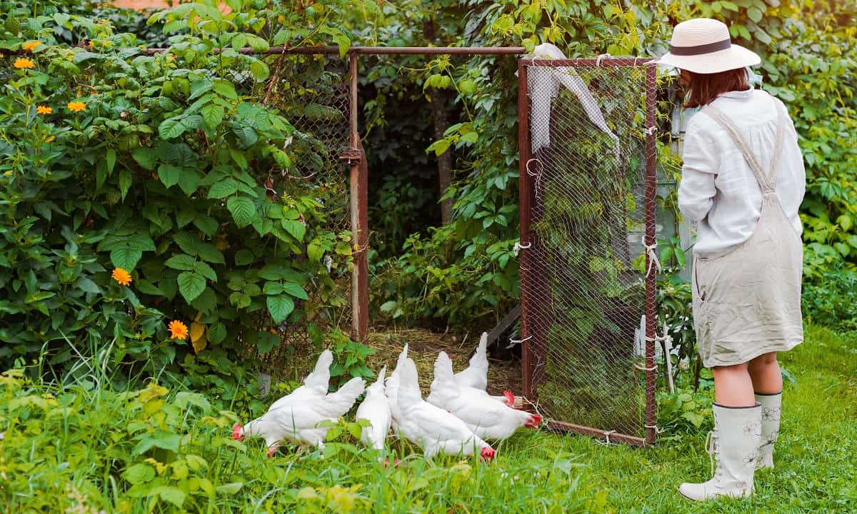 How To Keep Predators From Digging Under Chicken Coop
