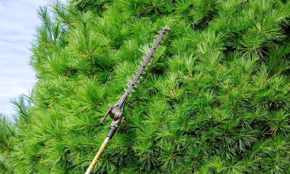 How To Use Fiskars Telescoping Tree Pruner With Rope