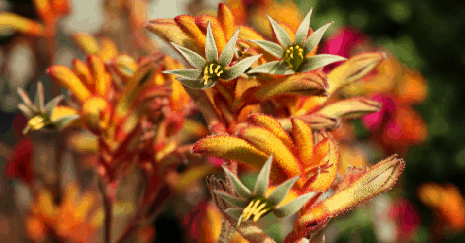 Flowers That Start With The Letter K Trim That Weed