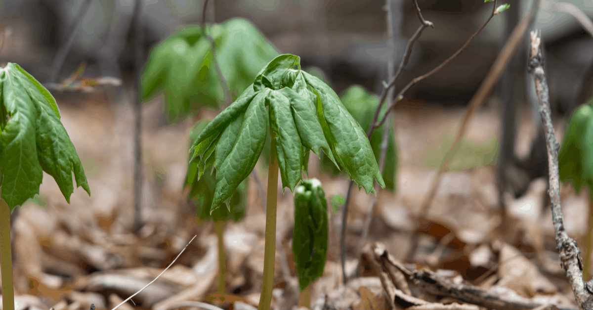 American Mayapple How to Plant, Grow, and Harvest Trim That Weed