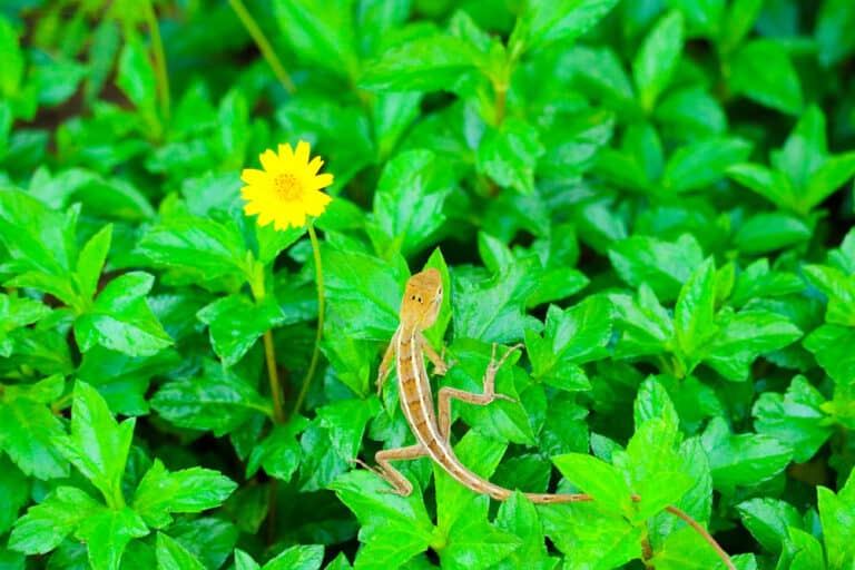 How To Get Rid of Garden Lizards and Keep Them Away Trim That Weed