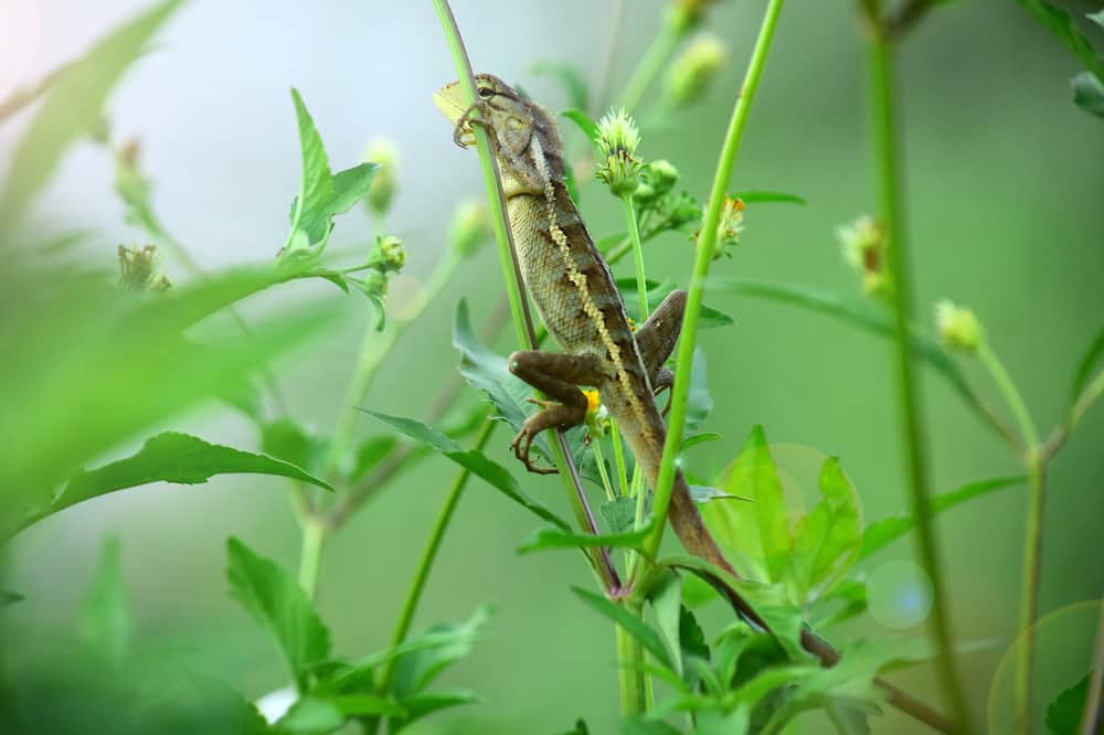 How To Get Rid of Garden Lizards and Keep Them Away Trim That Weed