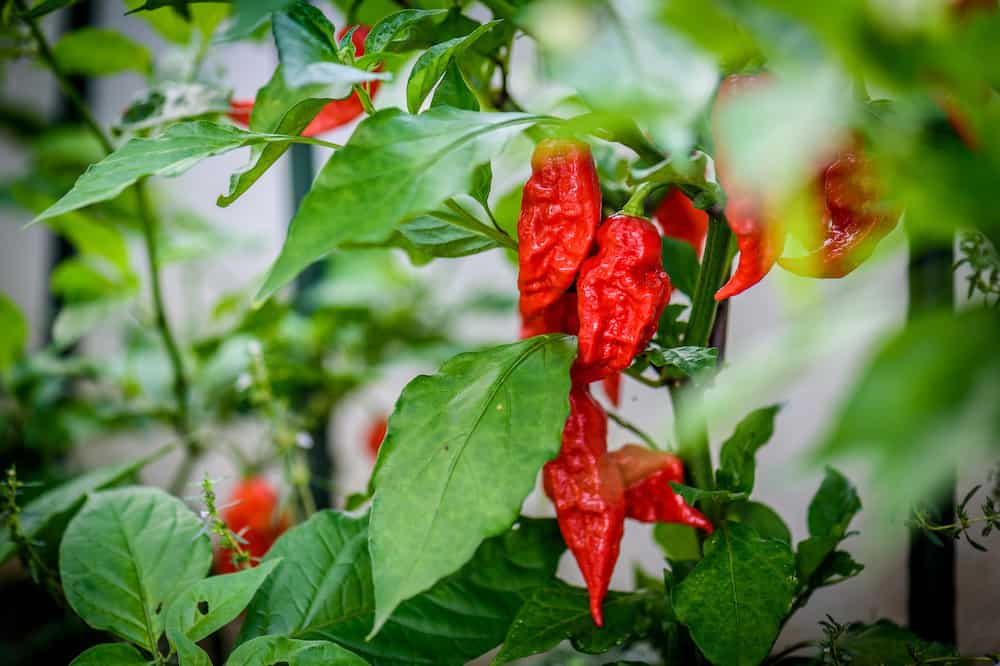 How To Grow Ghost Peppers From Planting to Harvest Trim That Weed