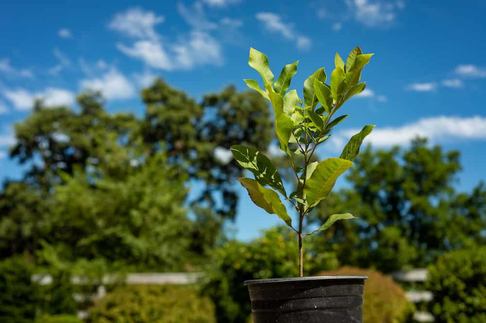 How To Grow Pecan Trees From Seed Trim That Weed