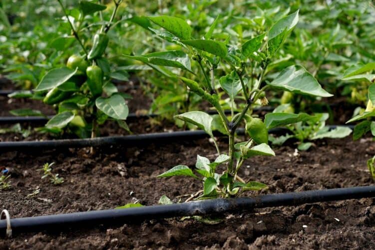 How Long To Run Soaker Hose for Vegetable Garden Trim That Weed