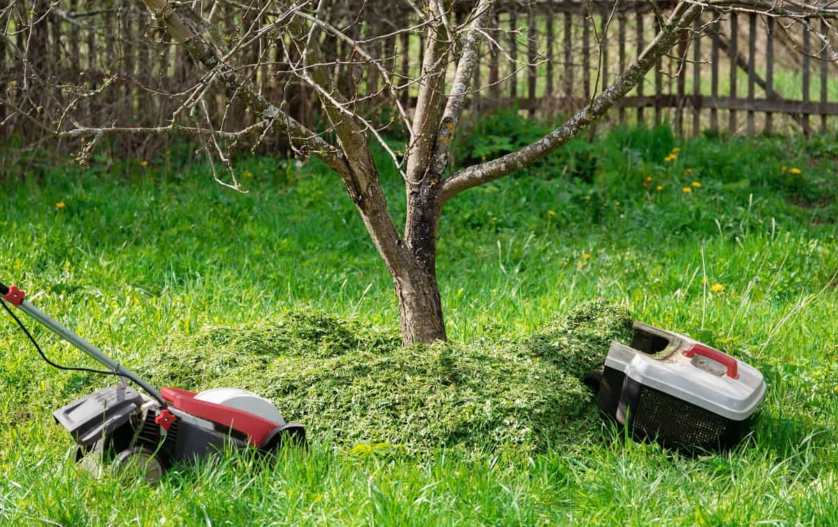 How To Kill Grass Around Trees