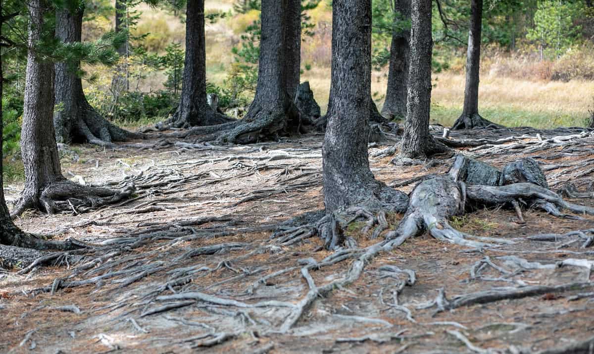 How To Kill Pine Tree Roots