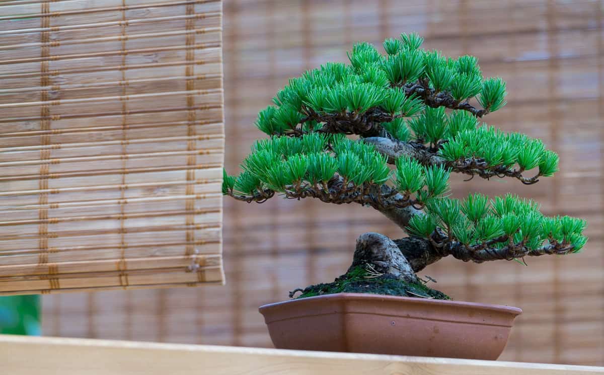 How To Make Bonsai Trees Grow Faster
