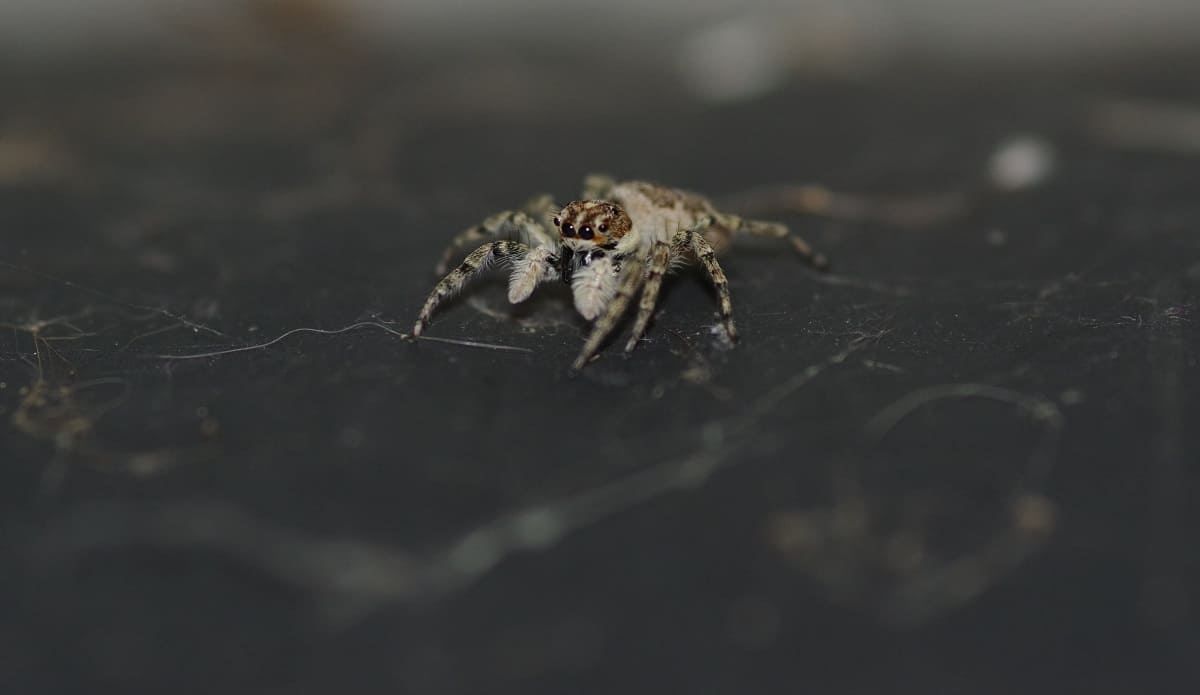 How To Prevent Spiders In Garage