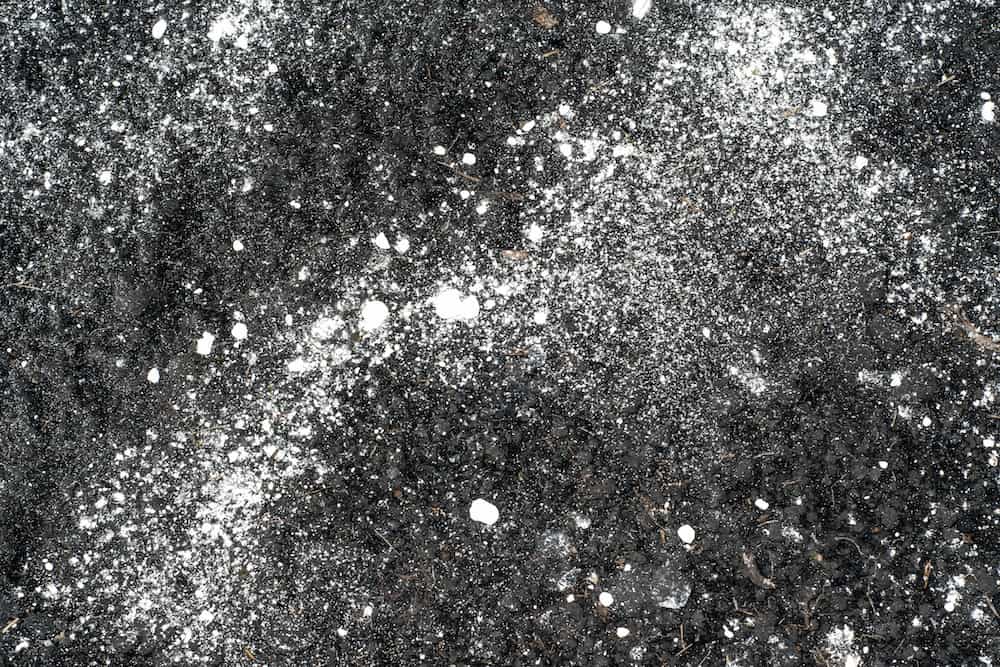 When to Apply Lime to Vegetable Garden Trim That Weed