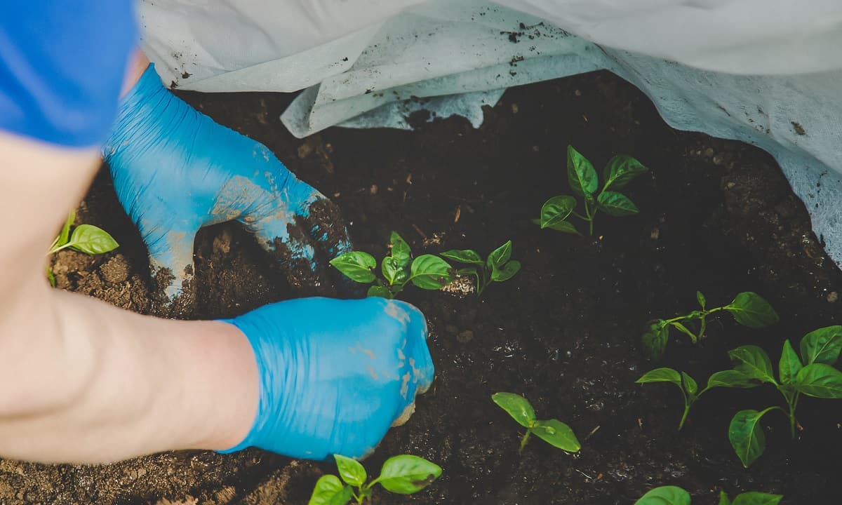 How To Sterilize Potting Soil With Boiling Water
