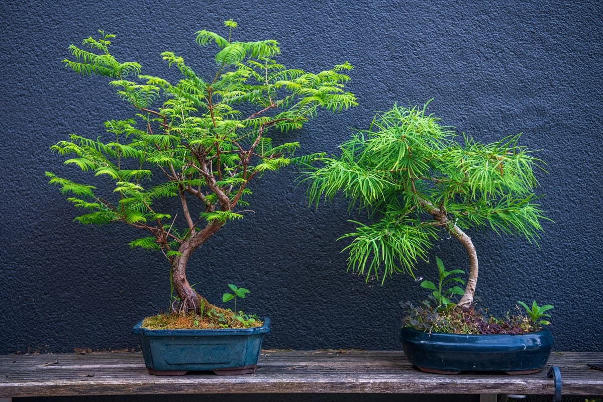 How To Make A Bonsai Tree Grow Faster