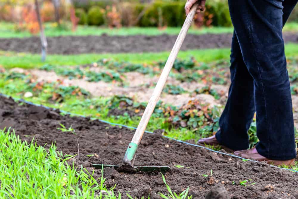 How to Get Grass Out of Garden After Tilling Trim That Weed