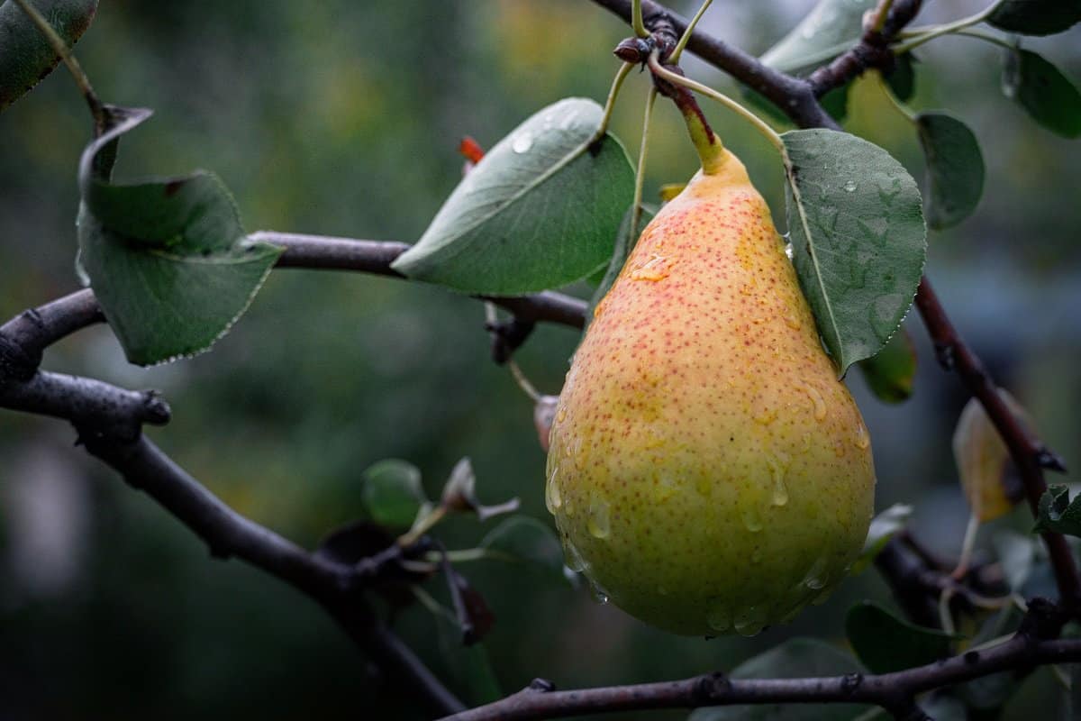 When Is The Best Time To Prune Pear Trees