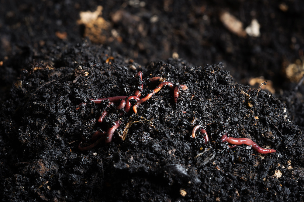 Best Worms for Raised Garden Beds Trim That Weed