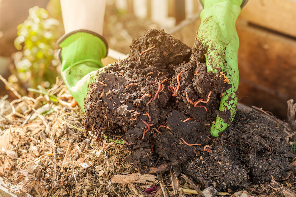 Best Worms for Raised Garden Beds Trim That Weed