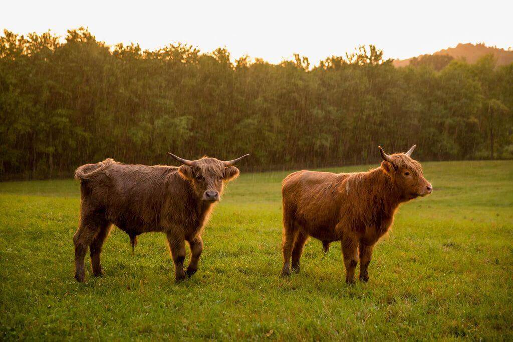 Celebration of Life Service at June Farms A Unique Approach to