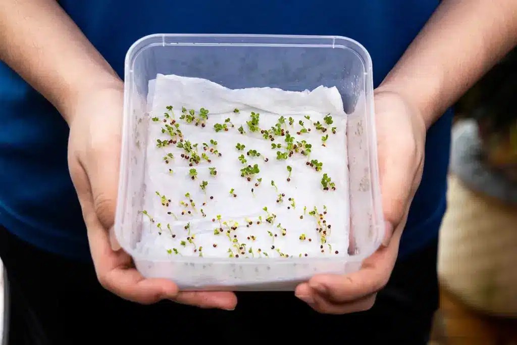 Germinating seeds using the wet paper towel method