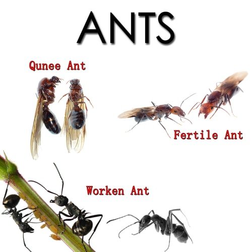 Ant colonies have clearly defined roles. List Land