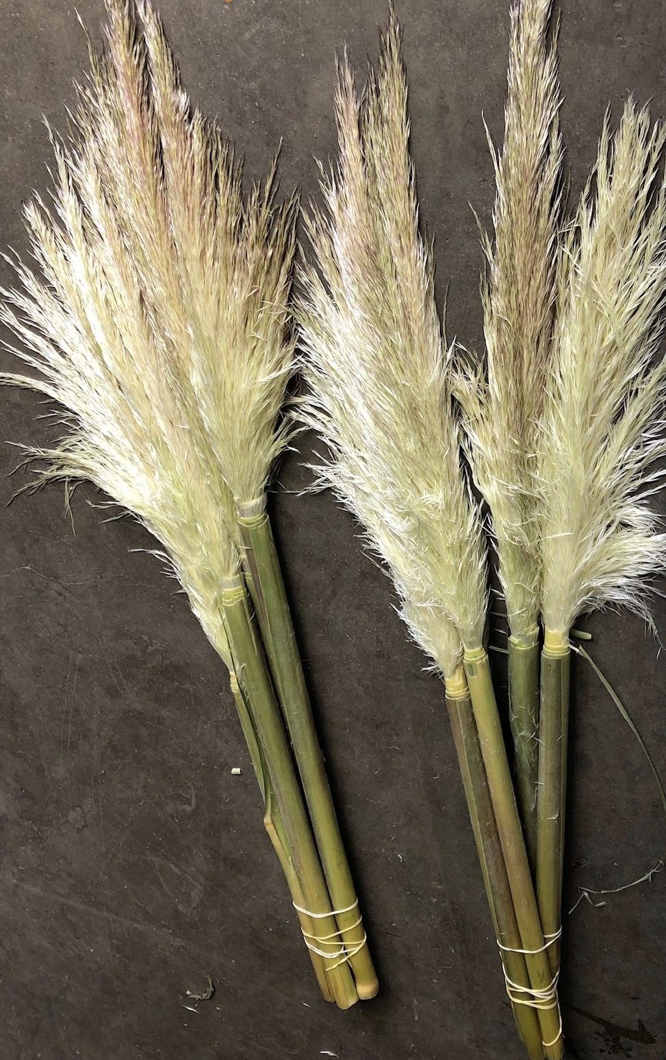 Fresh Pampas Grass Wholesale Flowers & DIY Wedding Flowers
