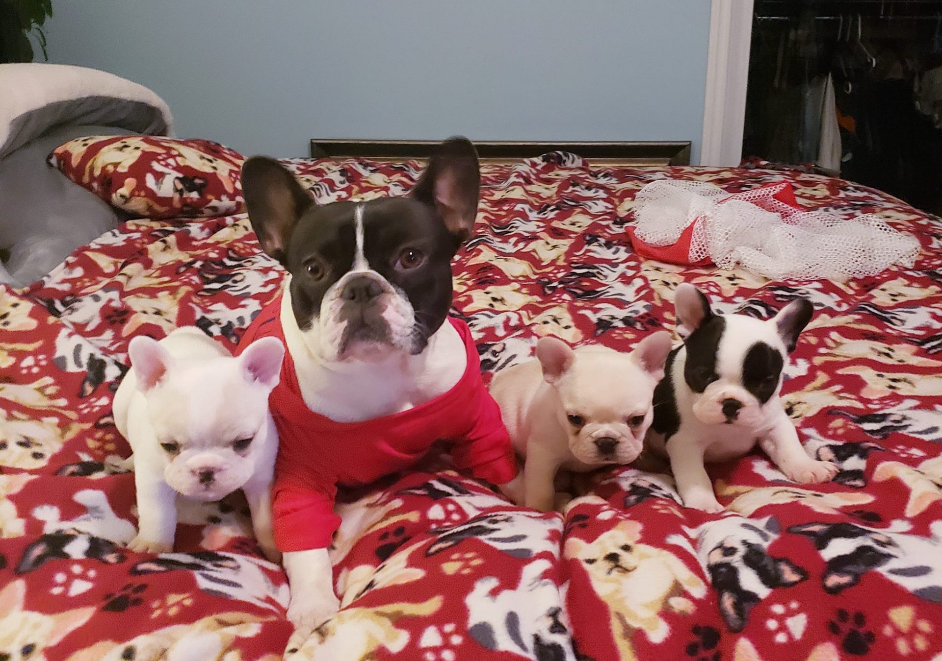 French Bulldogs